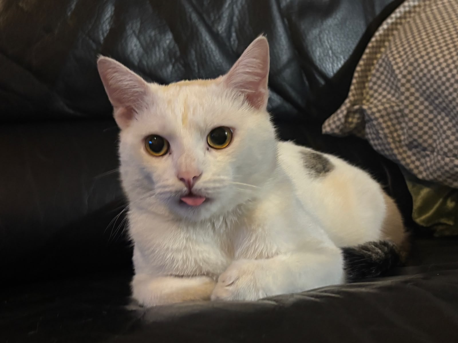 Ruma, the official cat approver of this AmoosedWeb showcase